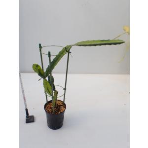 リプサリス パラドクサ Rhipsalis paradoxa 3．5号 吊り鉢 : UMBER
