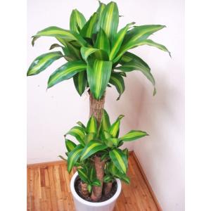 ドラセナ 8号 その他花 ガーデニング の商品一覧 花 ガーデニング 通販 Yahoo ショッピング