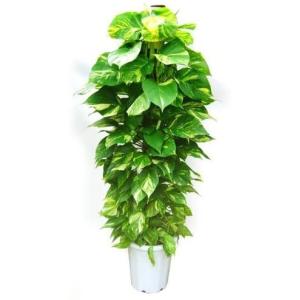 ポトス ヘゴ仕立て その他花 ガーデニング の商品一覧 花 ガーデニング 通販 Yahoo ショッピング