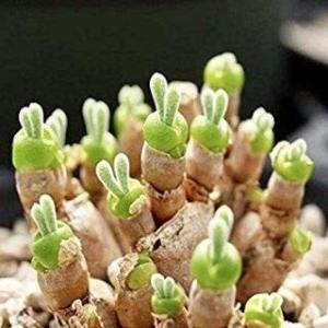 多肉植物 うさぎの耳の商品一覧 通販 Yahoo ショッピング