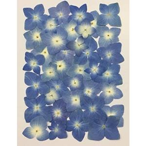 押し花 レジン あじさい その他花 ガーデニング の商品一覧 花 ガーデニング 通販 Yahoo ショッピング