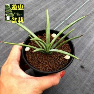 アガベ ストリクタ 花 ガーデニング の商品一覧 通販 Yahoo ショッピング