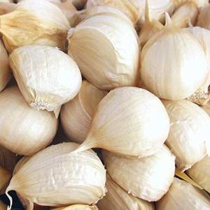 国産にんにく 種 種子 の商品一覧 花 ガーデニング 通販 Yahoo ショッピング