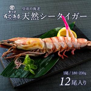 天然シータイガー 1尾 (1尾 180〜230g) 皇帝の海老 ブラック