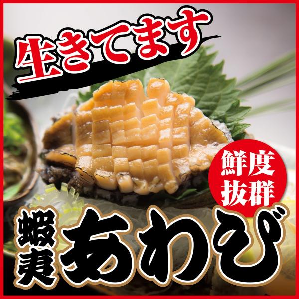 活　蝦夷あわび　アワビ　生きたままお届け　１００〜１１０ｇ