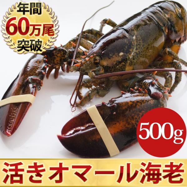 活オマール海老 500g 1尾 ロブスター 活き えび エビ 高級 海鮮 ギフト 御中元 お歳暮 魚...