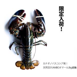 活オマール海老 JAMBO2kg前後(受注オーダー2kg) 1尾【送料無料】 ※代金引換不可