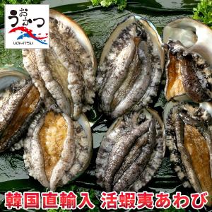活き蝦夷あわびセット BBQに！お中元・お歳暮ギフトにも最適 送料無料