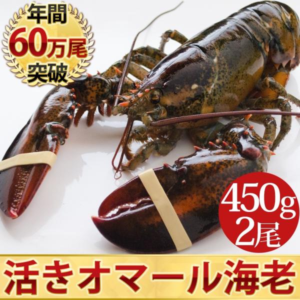 活オマール海老 450g×2尾 ロブスター 北米産 活きたまま 冷蔵発送 送料無料