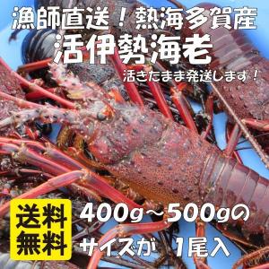 産直 活伊勢海老 冷凍伊勢海老 お選び頂けます 天然 獲れたて イセエビ お刺身 1尾400g〜500gのサイズ 1尾入 贈り物 熨斗紙｜uomitsumaru