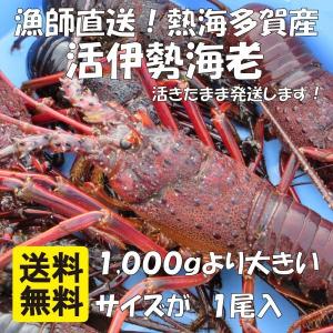 産直 活伊勢海老 天然 獲れたて イセエビ お刺身 1尾1kg以上のサイズ 1尾入 特大 贈り物 熨斗紙｜uomitsumaru