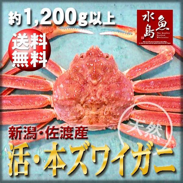 活ズワイガニ姿 新潟・佐渡産「活 本ズワイガニ」（生 本ずわい蟹）超特大1,200g以上 送料無料