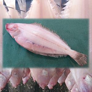 新潟産 旨味凝縮・ヤナギカレイ 一夜干し 一尾...の詳細画像1