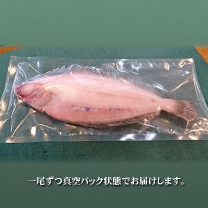 新潟産 旨味凝縮・ヤナギカレイ 一夜干し 一尾...の詳細画像2