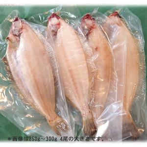 新潟産 旨味凝縮・ヤナギカレイ 一夜干し 一尾...の詳細画像3