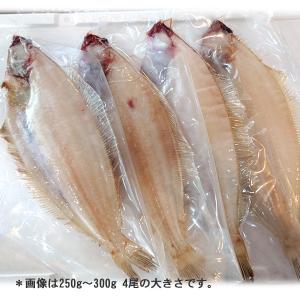 新潟産 旨味凝縮・ヤナギカレイ 一夜干し 一尾...の詳細画像4