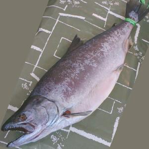 「厳選本仕込」天然サクラマス春風干し 3kg物