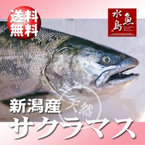 新潟県産 天然サクラマス 本鱒 生一尾 2.5〜2.9kg 送料無料｜uomizushima