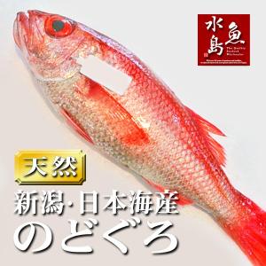 のどぐろ 新潟・日本海産 ノドグロ 400g以上・1尾（生冷凍）｜uomizushima