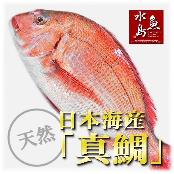 天然真鯛 マダイ 桜鯛 日本海産 1.5〜1.9キロ物