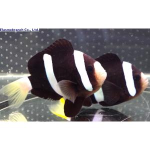 （スズメダイ科）　クマノミ　ペア　（沖縄産）　Amphiprion clarkii　（10〜12cm）　オスメス各１匹｜uonomichi