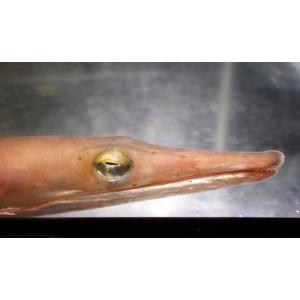 （ウミヘビ科）　ダイナンウミヘビ　Ophisurus macrorhynchos　（70〜80cm）...