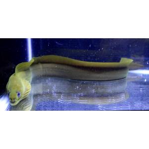 (ウツボ科) グリーンモレイ Gymnotho...の詳細画像4