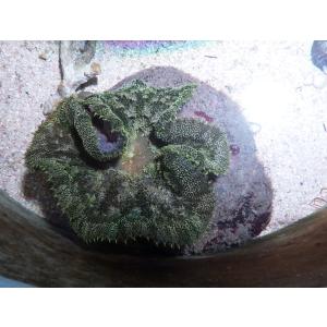 ハタゴイソギンチャクの商品一覧 通販 Yahoo ショッピング