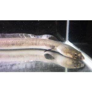 （ウミヘビ科）　ホタテウミヘビ　Ophichthus zophistius （70〜80cm）　１匹