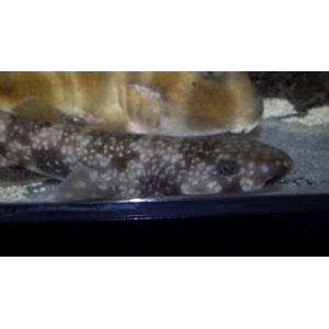 アクアハウス魚の道 サメ エイ Yahoo ショッピング