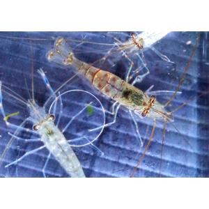 (魚の道オリジナル) 餌用海水エビMIX (2〜...の商品画像