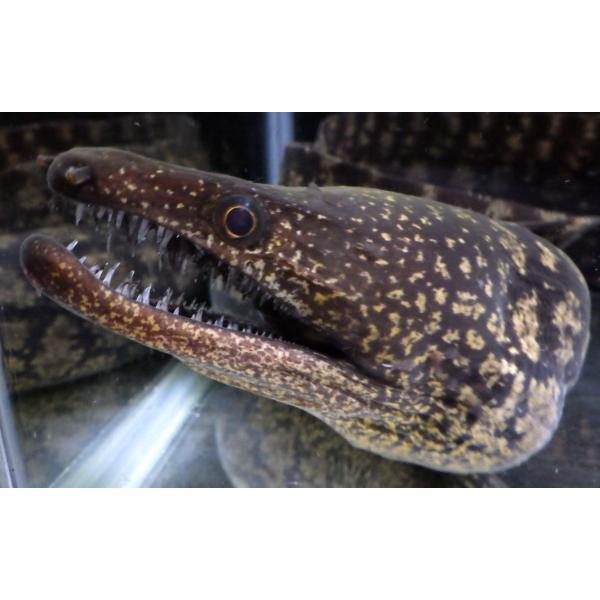 （ウツボ科）　コケウツボ　Enchelycore lichenosa　（70〜80cm）　１匹