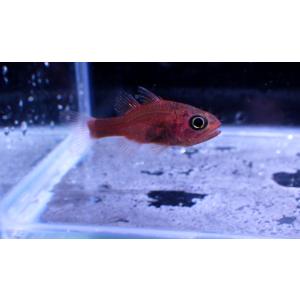 （テンジクダイ科）　コミナトテンジクダイ　Apogon coccineus　（2〜3cm）　１匹｜uonomichi