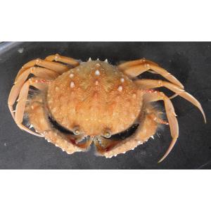 （カラッパ科）　コツノキンセンモドキ　Mursia danigoi　（甲幅5〜8cm）　１匹｜uonomichi