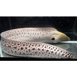 （ウツボ科）　ドクウツボ　Gymnothorax javanicus　（100〜110cm）　１匹｜uonomichi