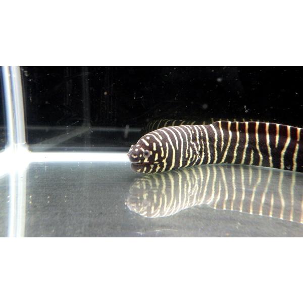 （ウツボ科）　ゼブラウツボ　Gymnomuraena zebra　（60〜70cm）　１匹