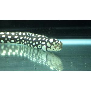 (ウツボ科) ギャラクシーモレイ Echidna...の商品画像