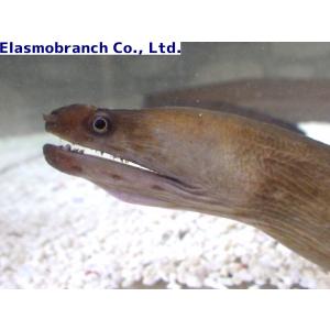 (ウツボ科) オナガウツボ Evenchelys...の商品画像