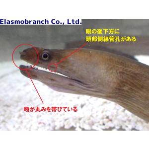 (ウツボ科) オナガウツボ Evenchely...の詳細画像1