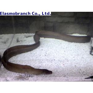 (ウツボ科) オナガウツボ Evenchely...の詳細画像3