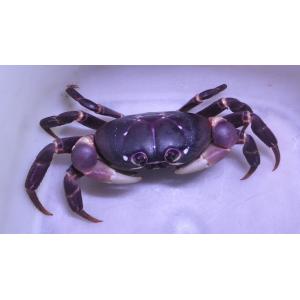 （オカガニ科）　ムラサキオカガニ　 Gecarcoidea lalandii 　（6~8cm）　１匹｜uonomichi