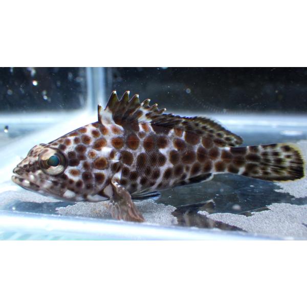 （ハタ科）　ノミノクチ　Epinephelus trimaculatus　（2〜3cm）　１匹