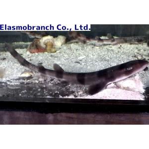 アクアハウス魚の道 サメ エイ Yahoo ショッピング