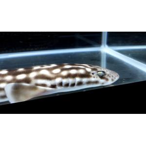 ウチワザメ科 ウチワザメ Platyrhina Tangi 30 40cm １匹 Utiwazamem アクアハウス魚の道 通販 Yahoo ショッピング