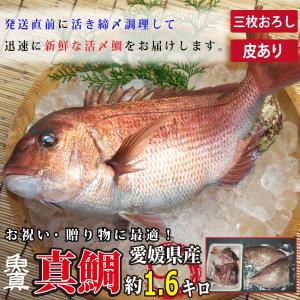 真鯛 三枚おろし (皮つき) 1尾分 (1尾あたり約1.6kg) 養殖真鯛 お作り お祝い ギフト お食い初め たい 3枚おろし 業務用 魚真｜uoshinn