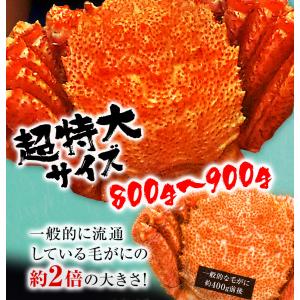 ボイル 毛ガニ 姿 特大 2尾 1.6kg〜1...の詳細画像5
