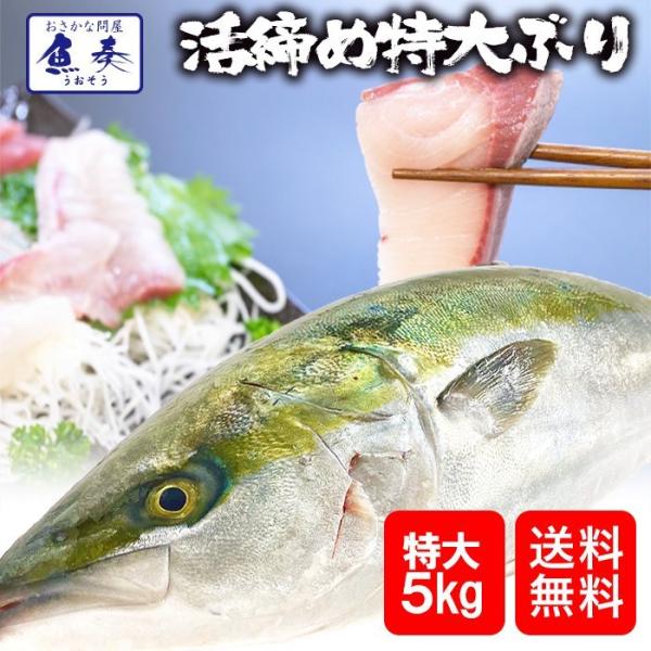 ぶり チルド 加工無し まるごと 1尾 約5kg 鹿児島 大分産 鰤 寒ブリ 嫁ぶり 刺身 ぶりしゃ...