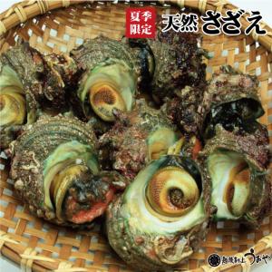 新潟県産 天然さざえ １個