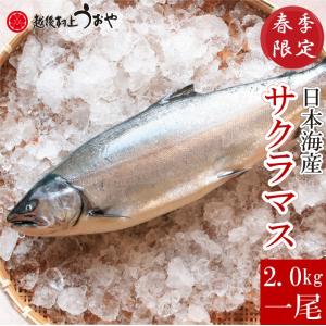サクラマス 本鱒 生2.0kg 一尾 切身にしてお届け 日本海産　桜鱒 切り身 鮮魚 魚｜uoya