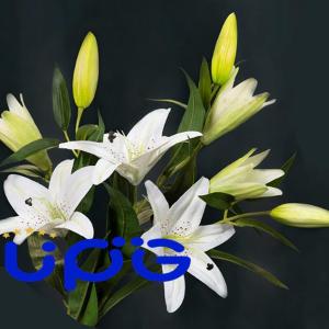 人工ユリラテックス偽の花とセラミック花瓶、結婚...の詳細画像1